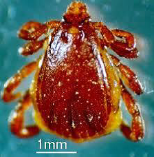 Rhipicephalus sanguineus male